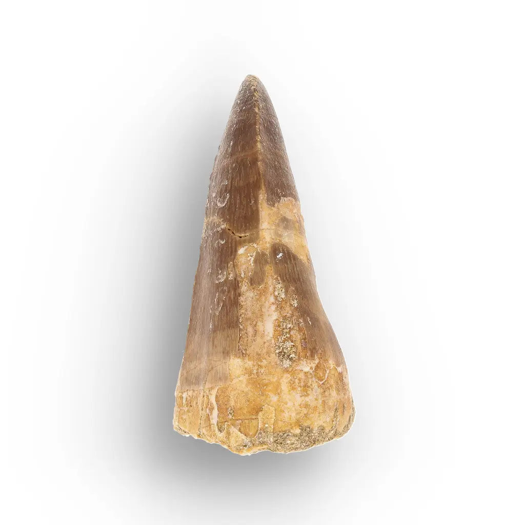 Get your Cretaceous Marine Reptile Mosasaur Tooth Fossil online now or in store at Forever Gems in Franschhoek, South Africa