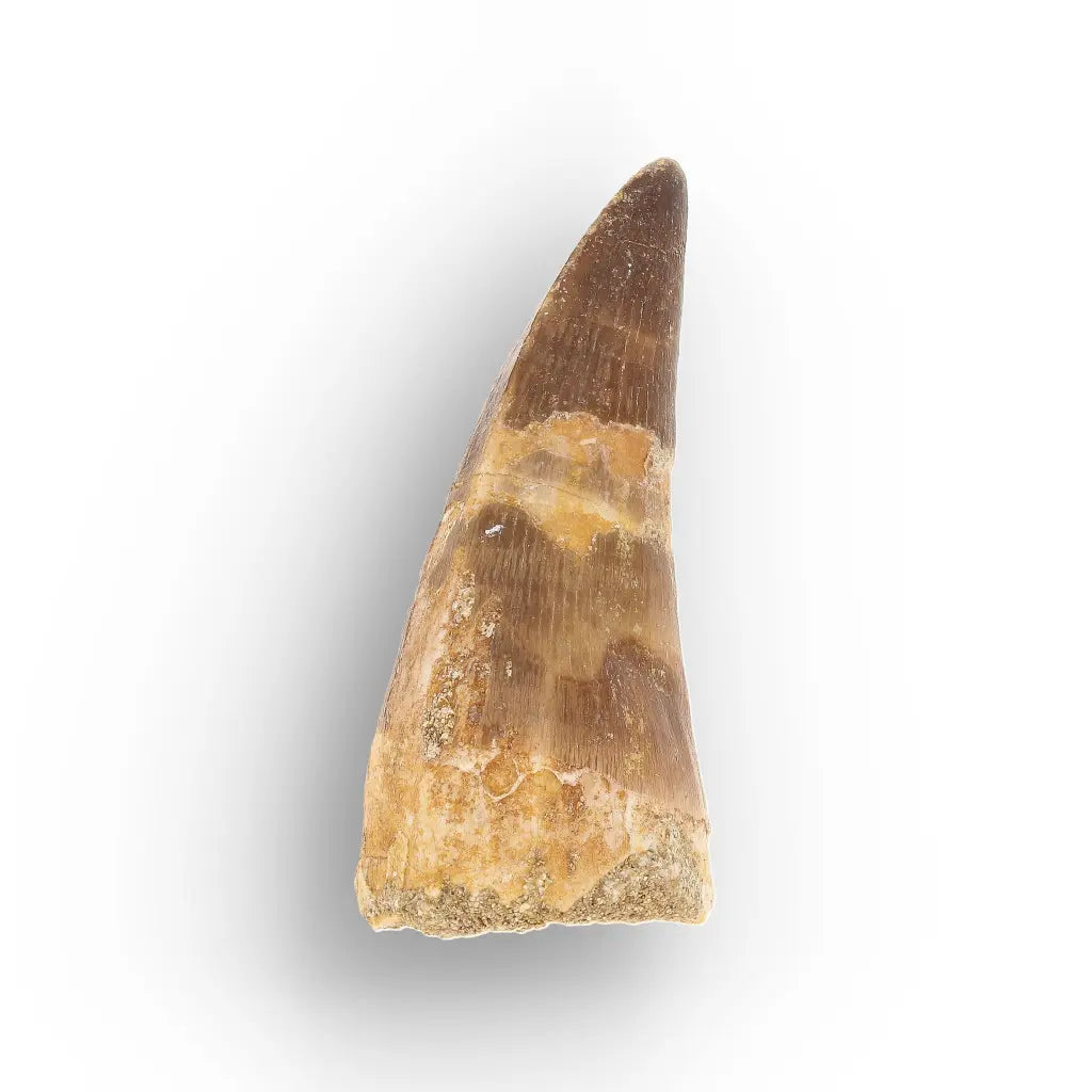 Get your Cretaceous Marine Reptile Mosasaur Tooth Fossil online now or in store at Forever Gems in Franschhoek, South Africa