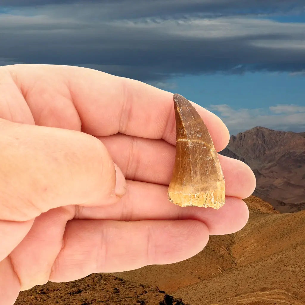 Get your Cretaceous Marine Reptile Mosasaur Tooth Fossil online now or in store at Forever Gems in Franschhoek, South Africa