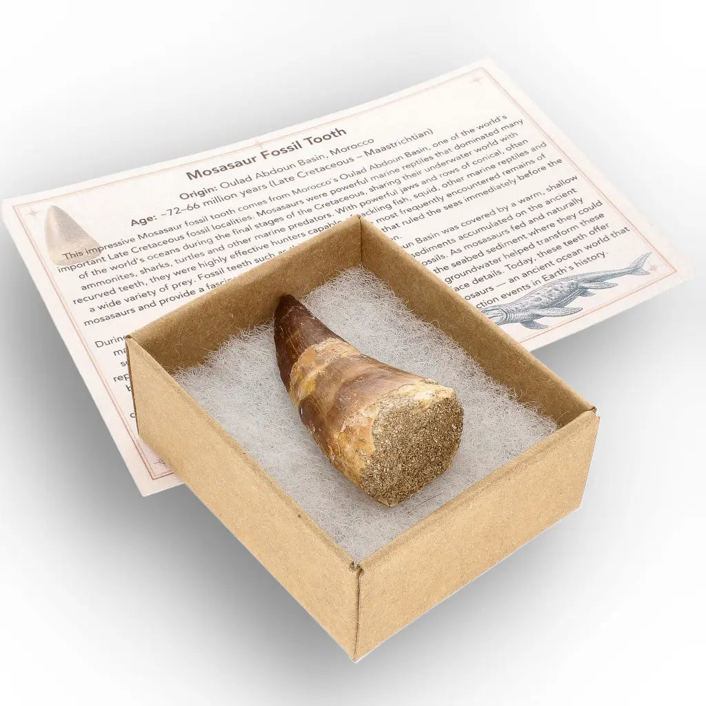 Get your Cretaceous Marine Reptile Mosasaur Tooth Fossil online now or in store at Forever Gems in Franschhoek, South Africa