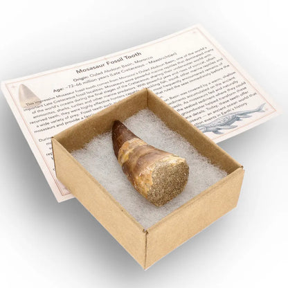 Get your Cretaceous Marine Reptile Mosasaur Tooth Fossil online now or in store at Forever Gems in Franschhoek, South Africa