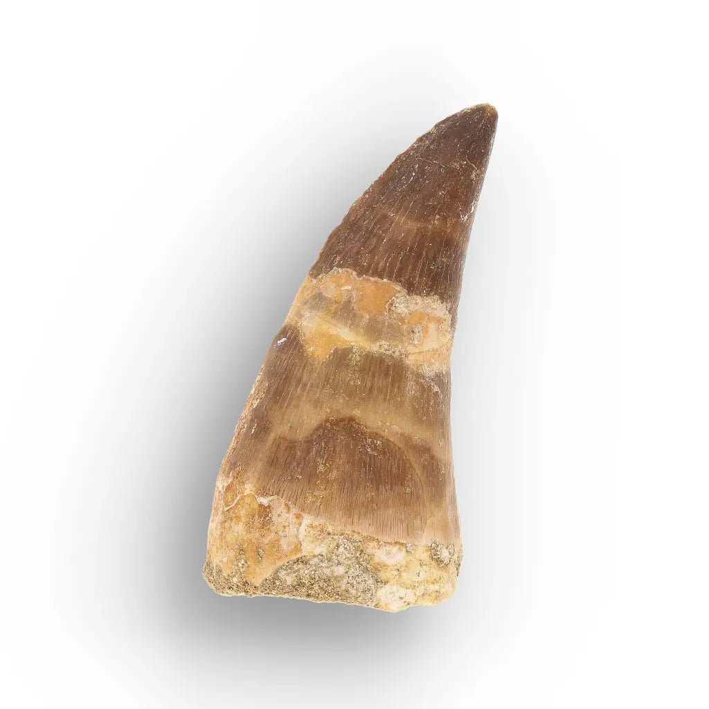 Get your Cretaceous Marine Reptile Mosasaur Tooth Fossil online now or in store at Forever Gems in Franschhoek, South Africa