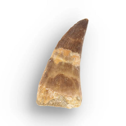 Get your Cretaceous Marine Reptile Mosasaur Tooth Fossil online now or in store at Forever Gems in Franschhoek, South Africa