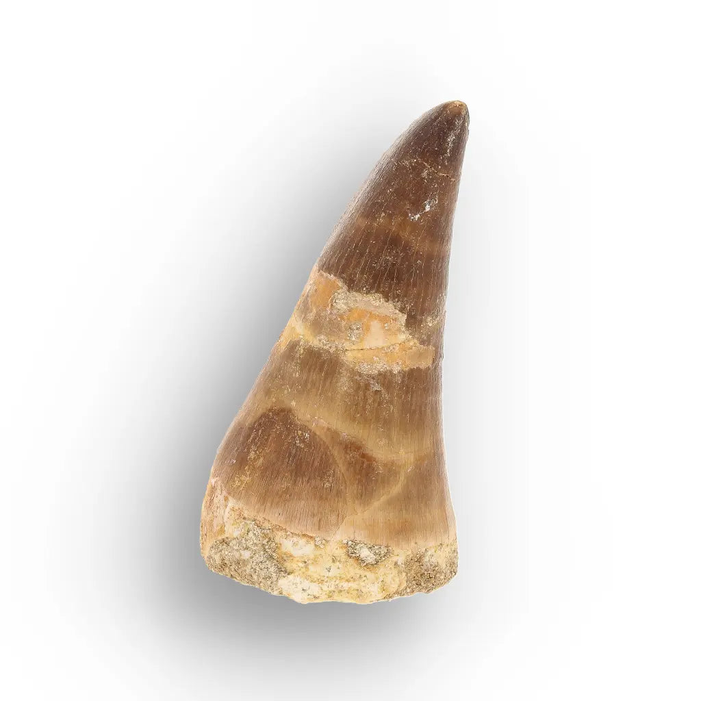 Get your Cretaceous Marine Reptile Mosasaur Tooth Fossil online now or in store at Forever Gems in Franschhoek, South Africa