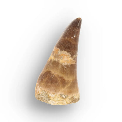 Get your Cretaceous Marine Reptile Mosasaur Tooth Fossil online now or in store at Forever Gems in Franschhoek, South Africa