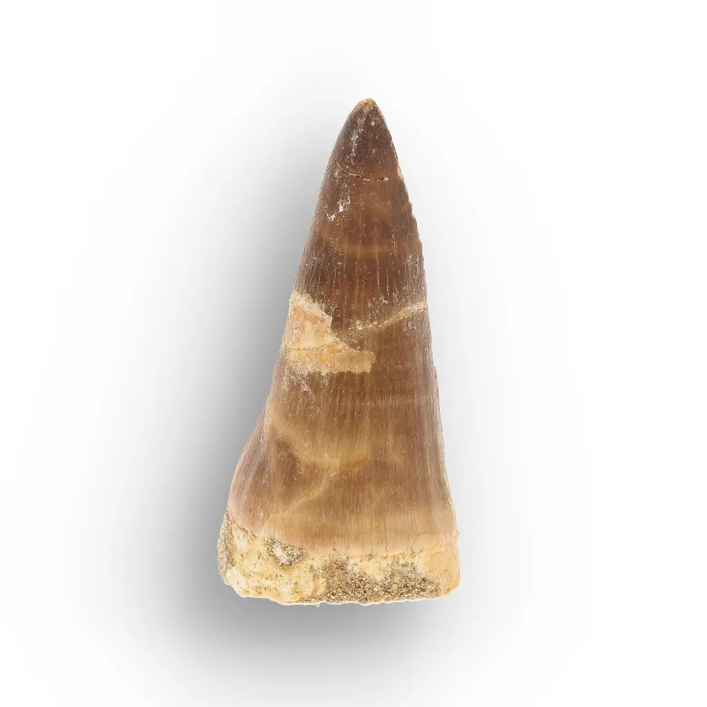 Get your Cretaceous Marine Reptile Mosasaur Tooth Fossil online now or in store at Forever Gems in Franschhoek, South Africa