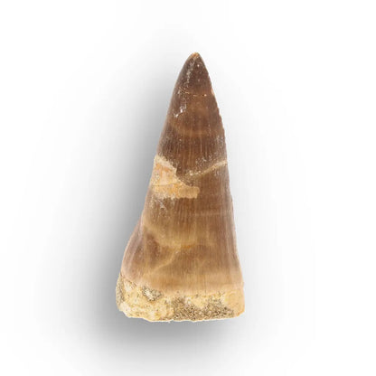 Get your Cretaceous Marine Reptile Mosasaur Tooth Fossil online now or in store at Forever Gems in Franschhoek, South Africa