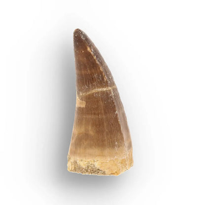 Get your Cretaceous Marine Reptile Mosasaur Tooth Fossil online now or in store at Forever Gems in Franschhoek, South Africa