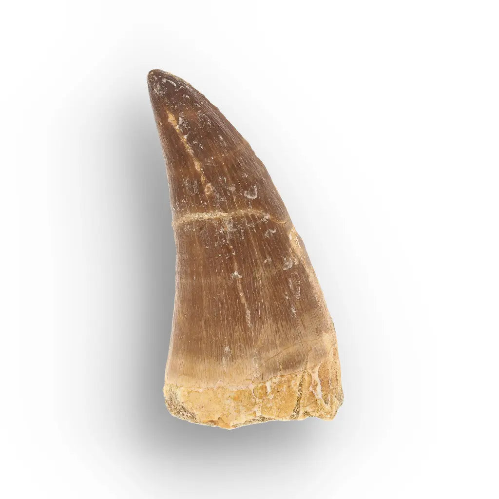 Get your Cretaceous Marine Reptile Mosasaur Tooth Fossil online now or in store at Forever Gems in Franschhoek, South Africa