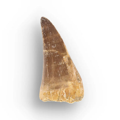 Get your Cretaceous Marine Reptile Mosasaur Tooth Fossil online now or in store at Forever Gems in Franschhoek, South Africa