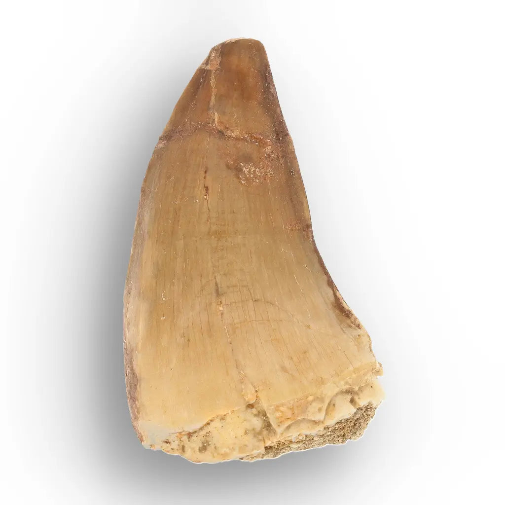 Get your Prehistoric Mosasaur Tooth from Khouribga, Morocco online now or in store at Forever Gems in Franschhoek, South Africa