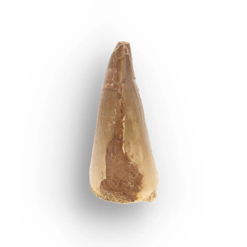 Get your Prehistoric Mosasaur Tooth from Khouribga, Morocco online now or in store at Forever Gems in Franschhoek, South Africa