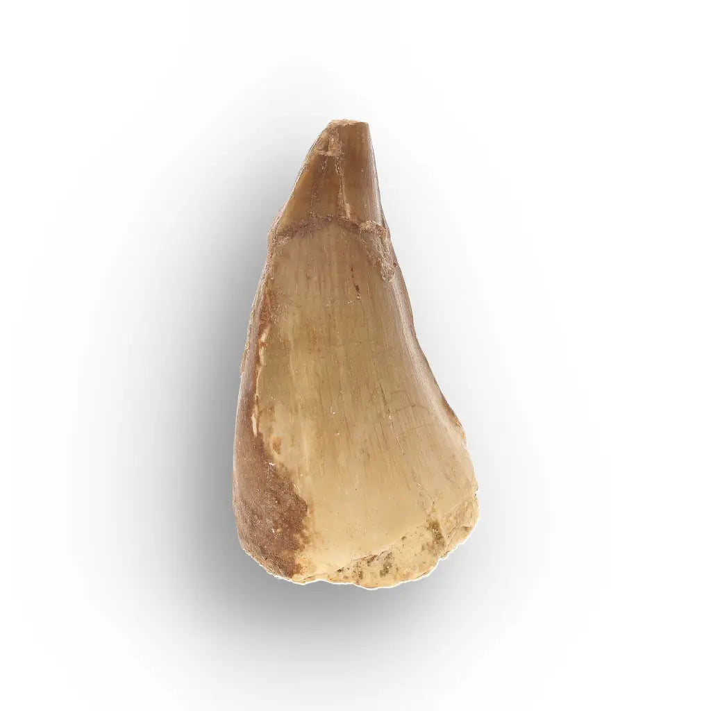 Get your Prehistoric Mosasaur Tooth from Khouribga, Morocco online now or in store at Forever Gems in Franschhoek, South Africa