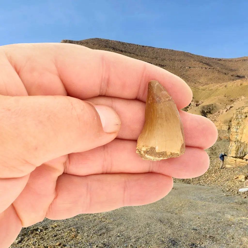 Get your Prehistoric Mosasaur Tooth from Khouribga, Morocco online now or in store at Forever Gems in Franschhoek, South Africa