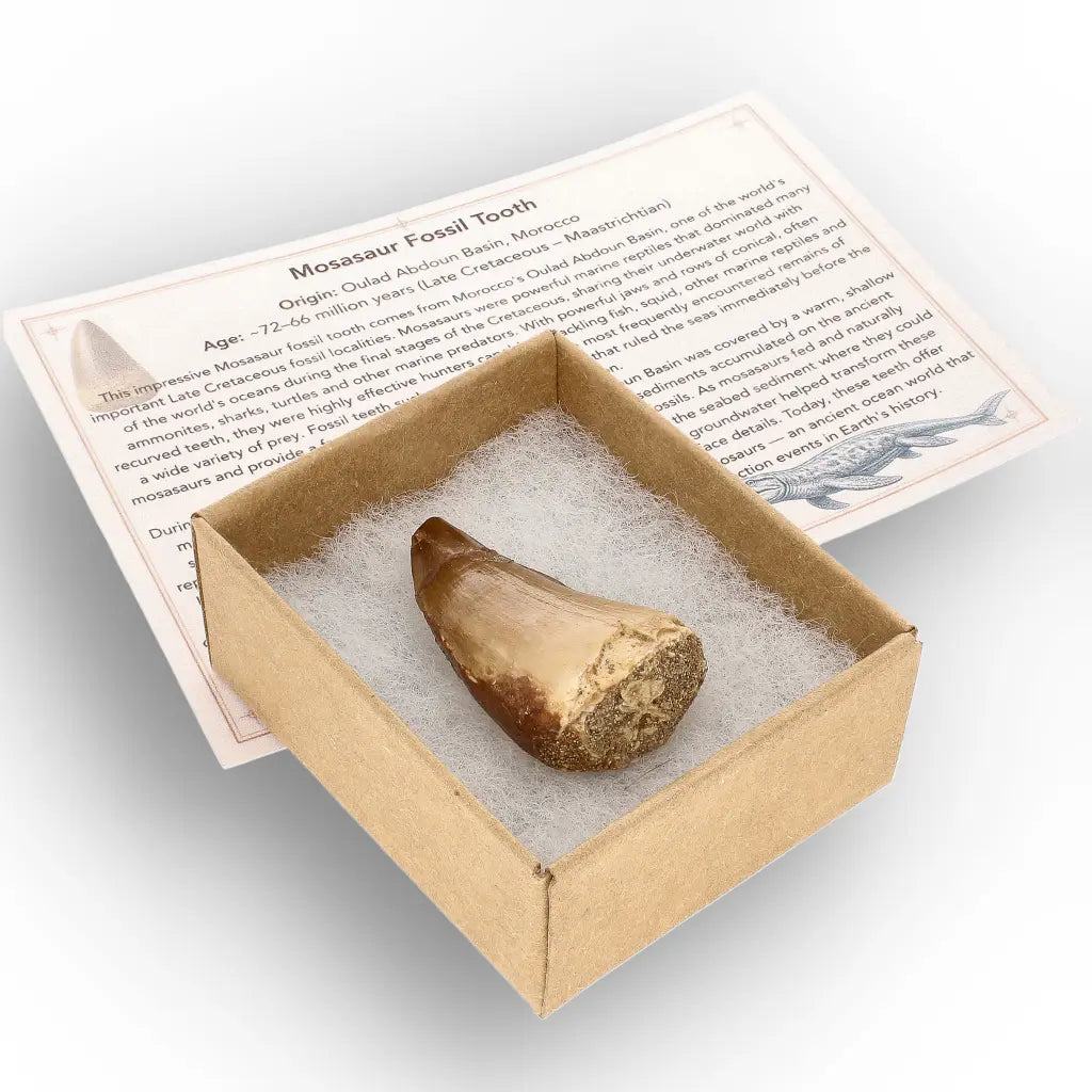 Get your Prehistoric Mosasaur Tooth from Khouribga, Morocco online now or in store at Forever Gems in Franschhoek, South Africa