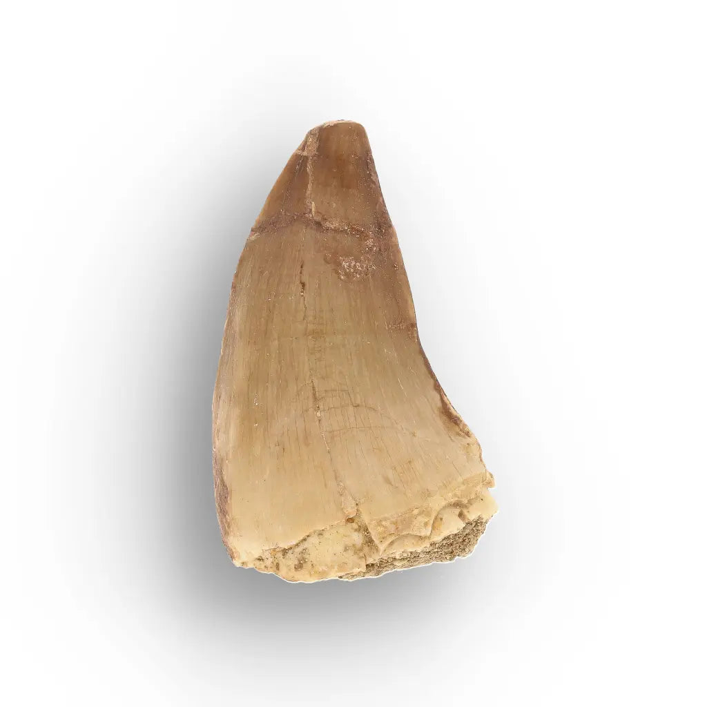 Get your Prehistoric Mosasaur Tooth from Khouribga, Morocco online now or in store at Forever Gems in Franschhoek, South Africa