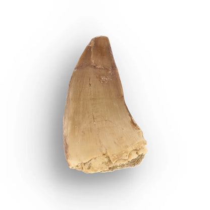 Get your Prehistoric Mosasaur Tooth from Khouribga, Morocco online now or in store at Forever Gems in Franschhoek, South Africa