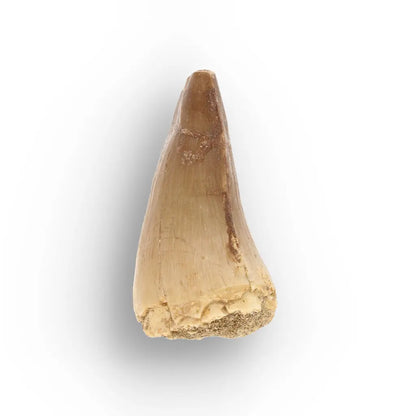 Get your Prehistoric Mosasaur Tooth from Khouribga, Morocco online now or in store at Forever Gems in Franschhoek, South Africa