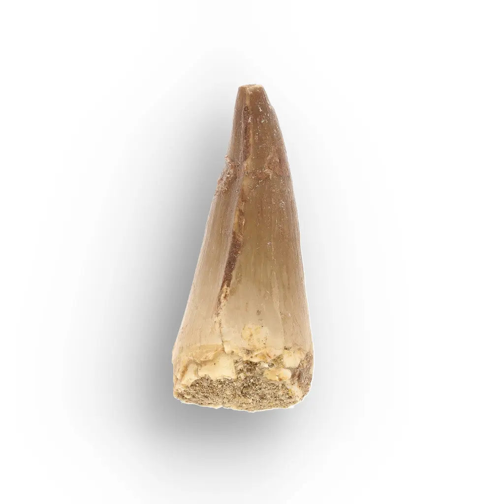 Get your Prehistoric Mosasaur Tooth from Khouribga, Morocco online now or in store at Forever Gems in Franschhoek, South Africa