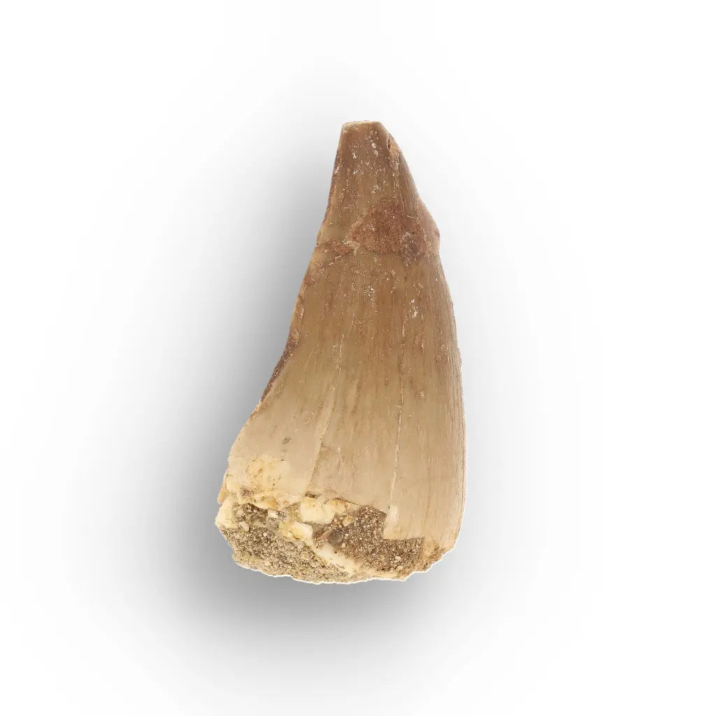 Get your Prehistoric Mosasaur Tooth from Khouribga, Morocco online now or in store at Forever Gems in Franschhoek, South Africa