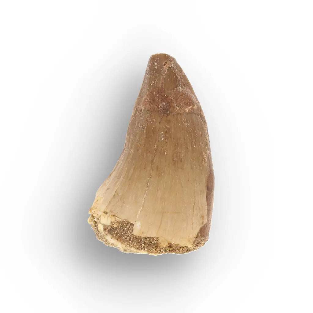 Get your Prehistoric Mosasaur Tooth from Khouribga, Morocco online now or in store at Forever Gems in Franschhoek, South Africa