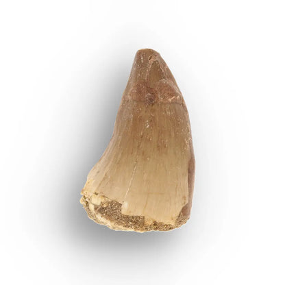 Get your Prehistoric Mosasaur Tooth from Khouribga, Morocco online now or in store at Forever Gems in Franschhoek, South Africa