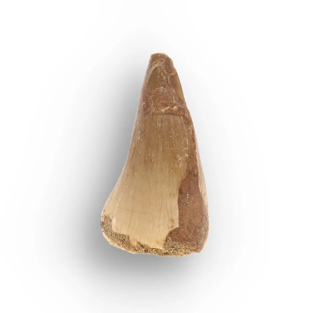 Get your Prehistoric Mosasaur Tooth from Khouribga, Morocco online now or in store at Forever Gems in Franschhoek, South Africa