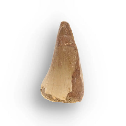 Get your Prehistoric Mosasaur Tooth from Khouribga, Morocco online now or in store at Forever Gems in Franschhoek, South Africa