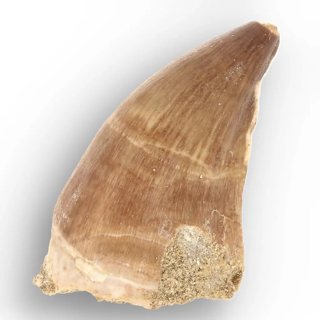 Authentic Prognathodon Mosasaur Tooth Fossil from Morocco