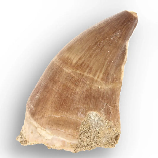 Authentic Prognathodon Mosasaur Tooth Fossil from Morocco