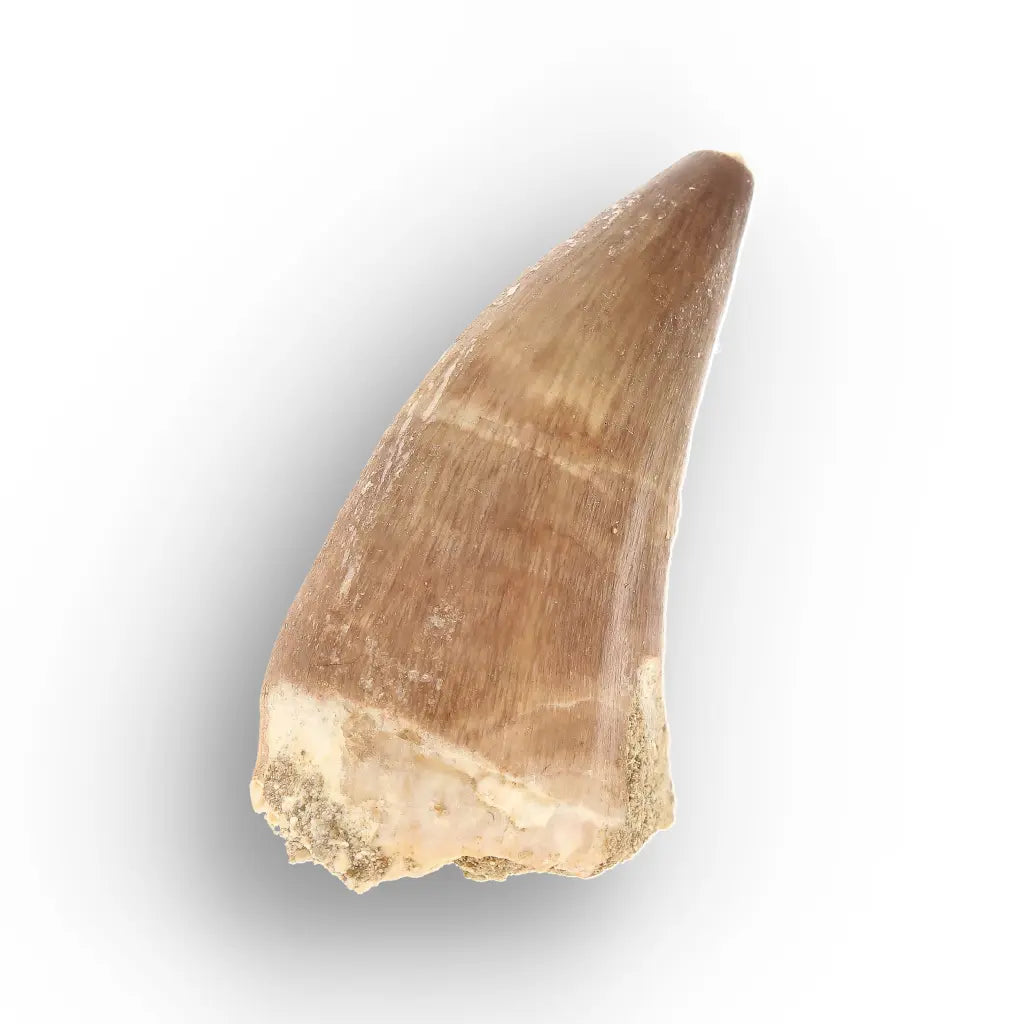 Authentic Prognathodon Mosasaur Tooth Fossil from Morocco