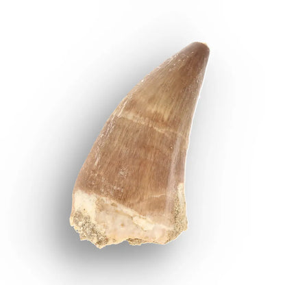 Authentic Prognathodon Mosasaur Tooth Fossil from Morocco