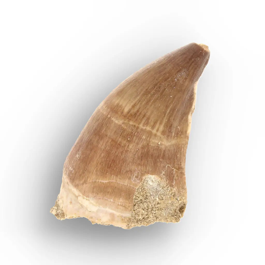 Authentic Prognathodon Mosasaur Tooth Fossil from Morocco