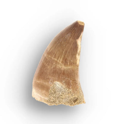 Authentic Prognathodon Mosasaur Tooth Fossil from Morocco