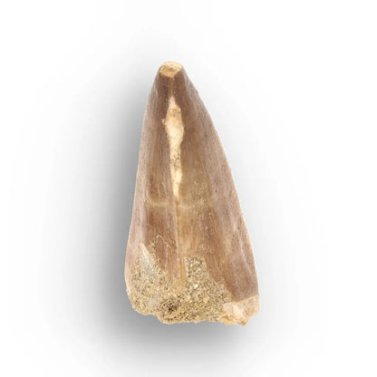 Authentic Prognathodon Mosasaur Tooth Fossil from Morocco
