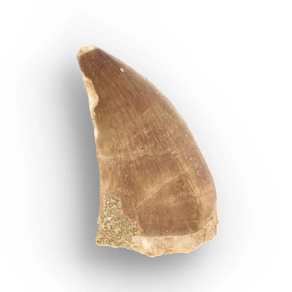 Authentic Prognathodon Mosasaur Tooth Fossil from Morocco