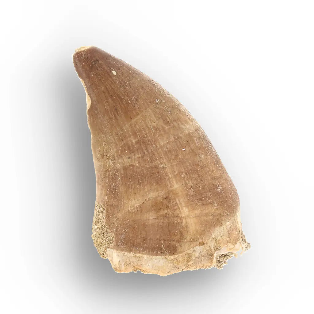 Authentic Prognathodon Mosasaur Tooth Fossil from Morocco