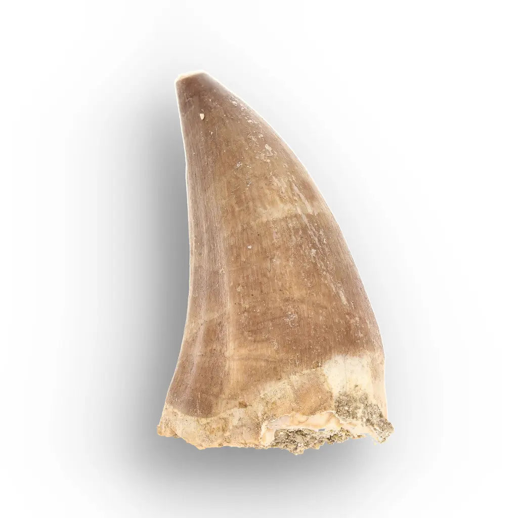 Authentic Prognathodon Mosasaur Tooth Fossil from Morocco