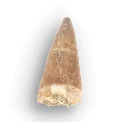 Authentic Prognathodon Mosasaur Tooth Fossil from Morocco