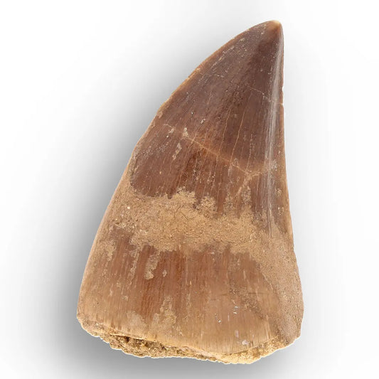 Authentic Prognathodon Mosasaur Tooth Fossil from Morocco