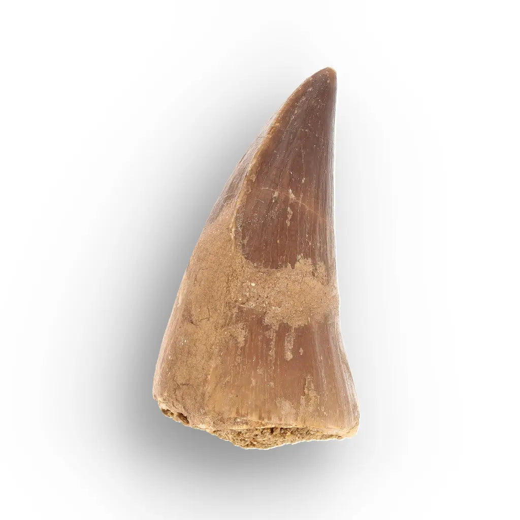 Authentic Prognathodon Mosasaur Tooth Fossil from Morocco