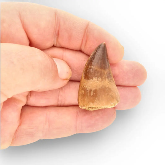 Authentic Prognathodon Mosasaur Tooth Fossil from Morocco