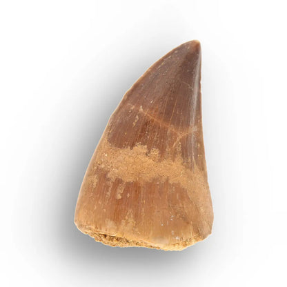 Authentic Prognathodon Mosasaur Tooth Fossil from Morocco