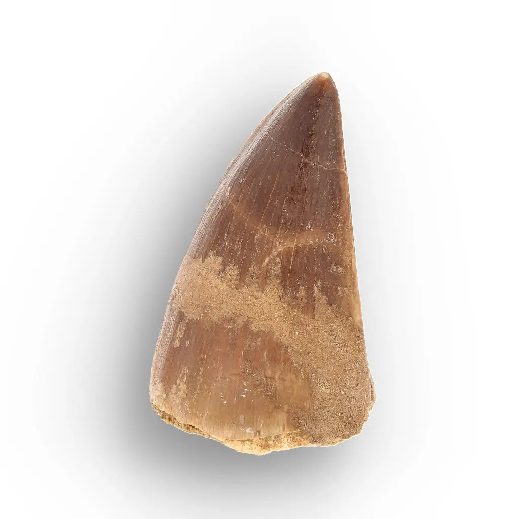 Authentic Prognathodon Mosasaur Tooth Fossil from Morocco