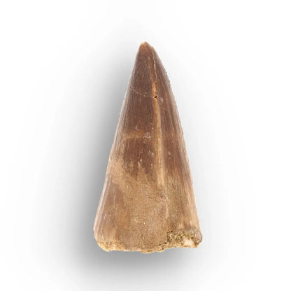 Authentic Prognathodon Mosasaur Tooth Fossil from Morocco