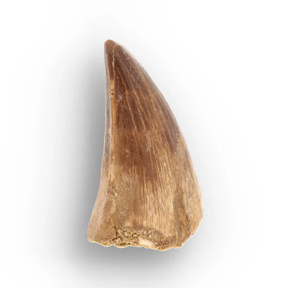 Authentic Prognathodon Mosasaur Tooth Fossil from Morocco