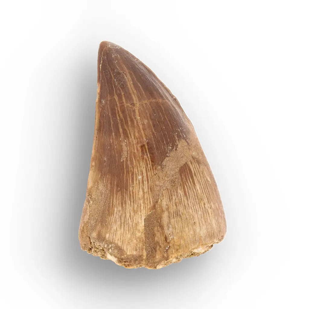 Authentic Prognathodon Mosasaur Tooth Fossil from Morocco