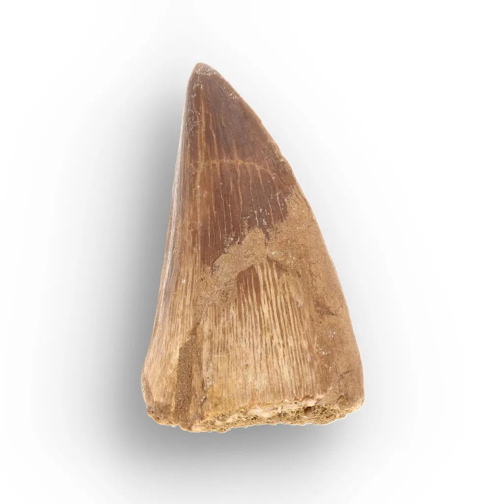 Authentic Prognathodon Mosasaur Tooth Fossil from Morocco
