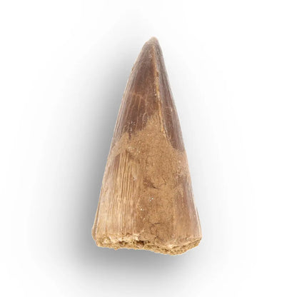 Authentic Prognathodon Mosasaur Tooth Fossil from Morocco