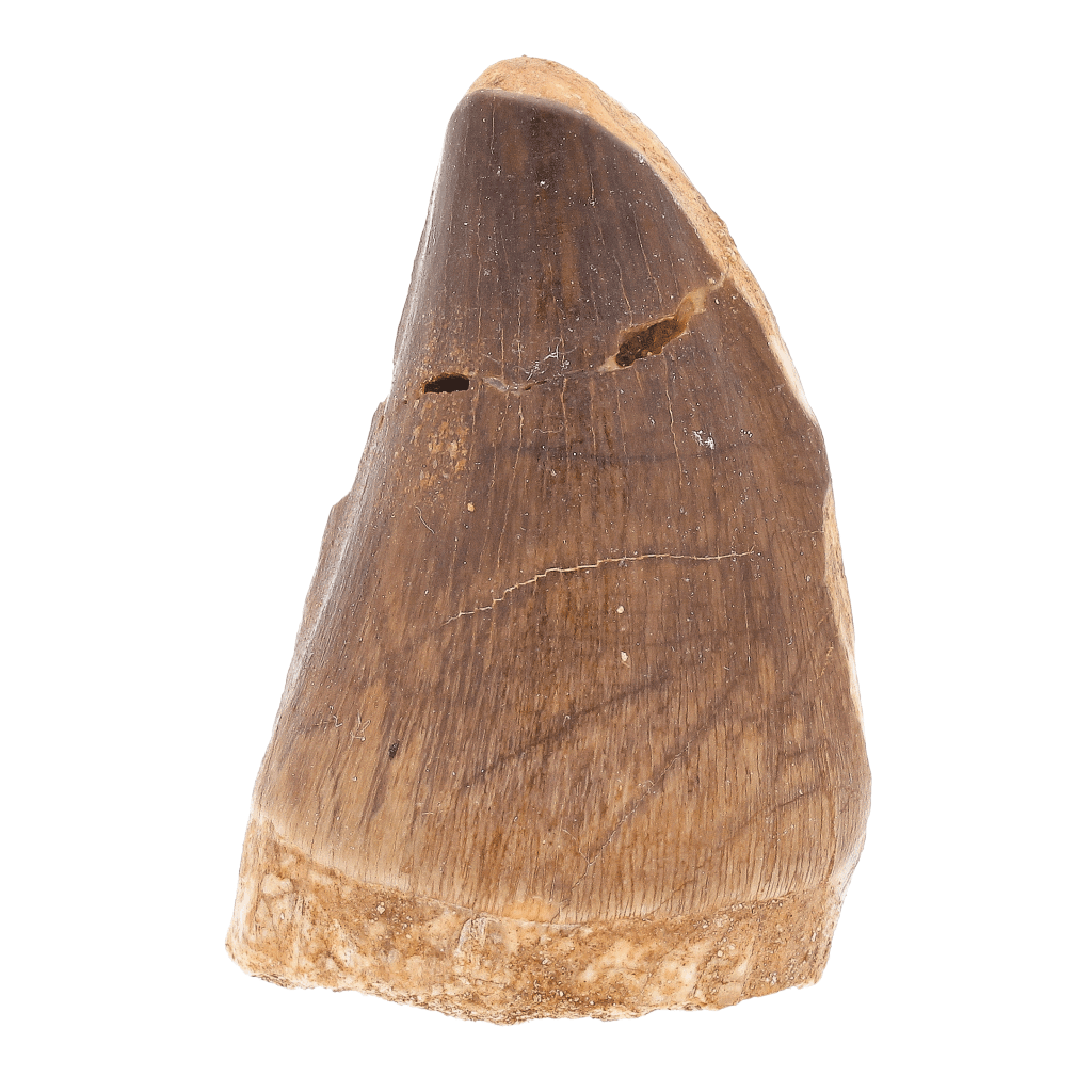 Get your Prognathodon Mosasaur Tooth on Matrix – Morocco Fossil (Repaired) online now or in store at Forever Gems in Franschhoek, South Africa